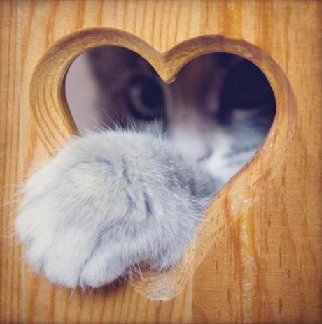 Cat paw in a heart shape Hole  