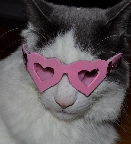 Cat in a heart shape Glasses 