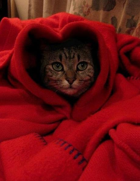Cat in a heart shape blanket 