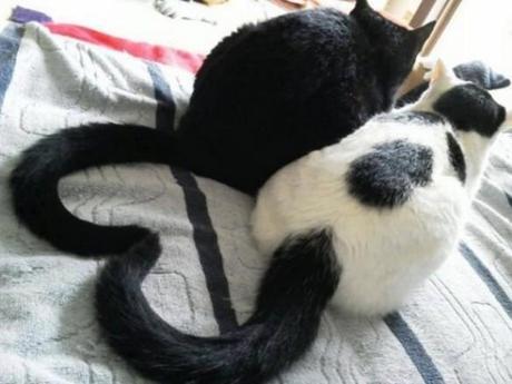 Cats Tales in a heart shape 