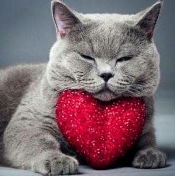 Cat on a heart shape pillow
