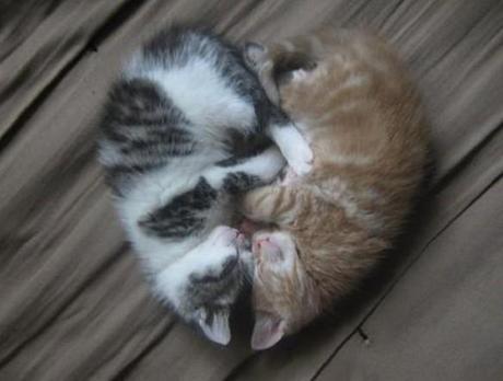 Cats Sleeping in a heart shape 