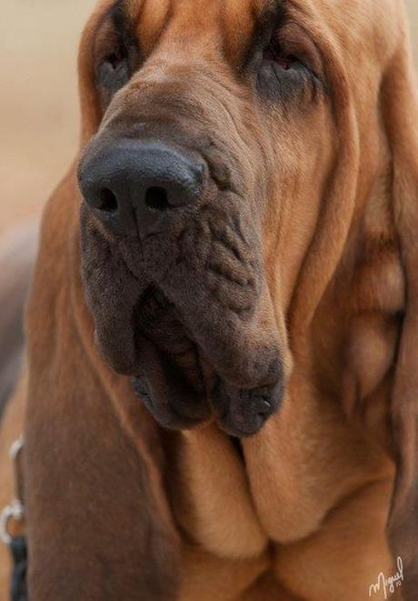 bloodhound