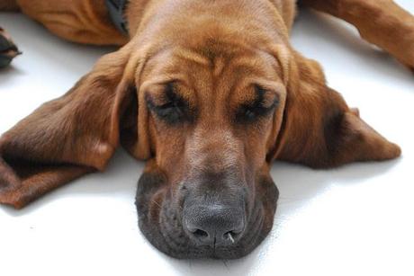 bloodhound