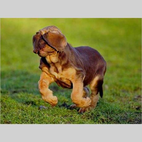 bloodhound puppy