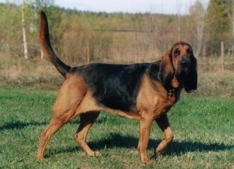 bloodhound