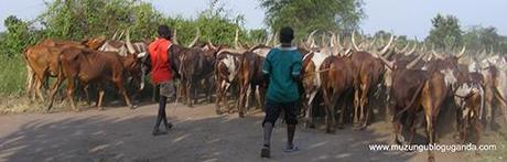 Boys herding Ankole cattle