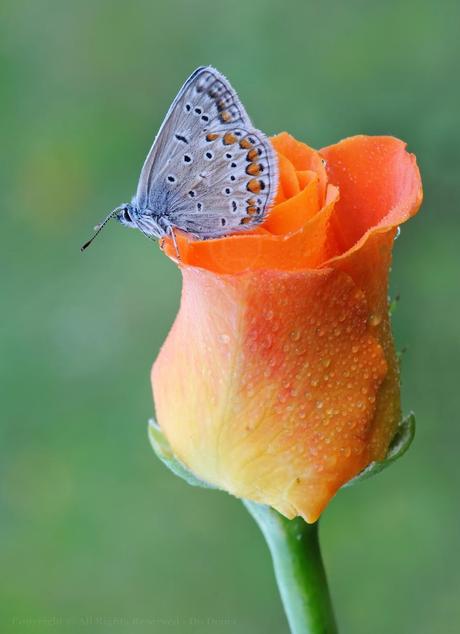 Argus Bleu, Polyommatus Icarus, Common Blue