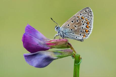 Argus Bleu, Polyommatus Icarus, Common Blue