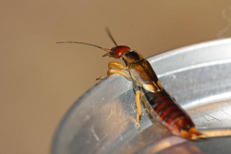 26_Earwig