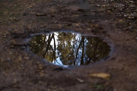 reflection in puddle of water
