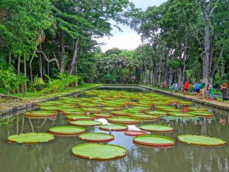 Pamplemousses Botanical Gardens and Water Lillies, Mauritius