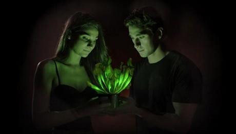 glow-in-dark-plants-2