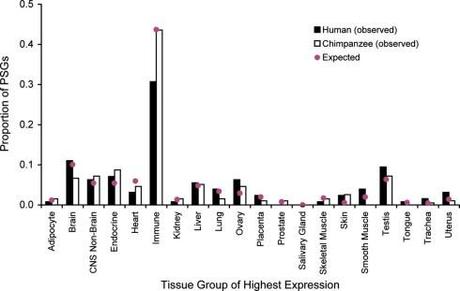 Where the positively selected genes are expressed in both chimps and humans