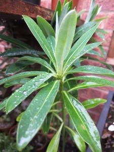 Euphorbia pasteurii Phrampton Phatty