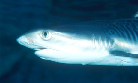 The animal shot is believed to be a tiger shark. [photo: AAP]