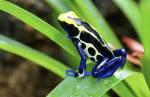 Cobalt Dart Frog