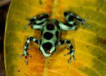 Green & Black Poison Dart Frog, highly dangerous due to its striking resemblance to a delicious Andes Mint. 