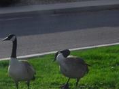 Geese Their Migration Arizona.