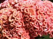 DAILY PHOTO: Pink Coxcomb