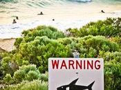 Western Australia Shark Cull Protesters Remove Bait from Drum Lines