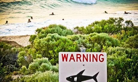 The new shark policy was introduced after the death of Chris Boyd at Gracetown late last year. Photograph: Rebecca Le May/AAP
