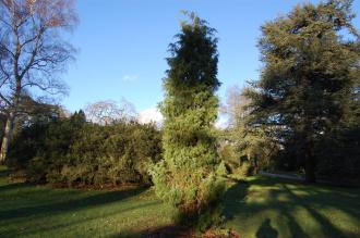 Juniperus formosana (30/12/2013, Kew gardens, London)