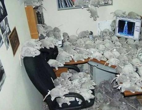 1000 rats office prank