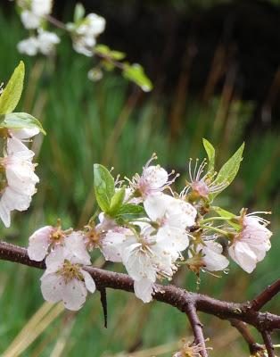 After An April Shower