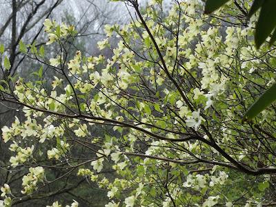 After An April Shower