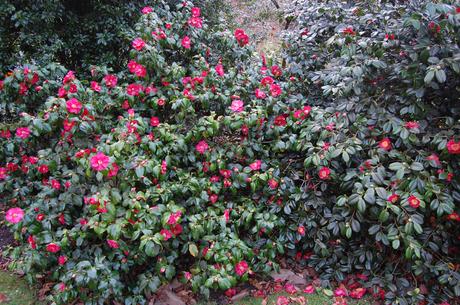 Camellia x vernalis 'Asahi-no-minato' (11/03/24 Kew Gardens)