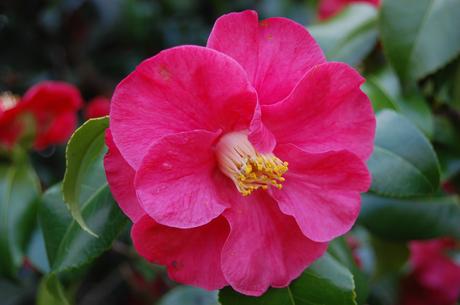 Camellia x vernalis 'Asahi-no-minato' flower (11/03/24 Kew Gardens)