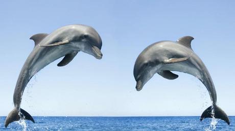 Dolphins
