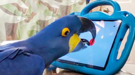 Parrots can play tablet games for enrichment.  Now researchers are studying how to improve them so that birds can use them