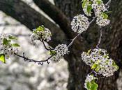 Friday Fotos: White Cherry Blossoms