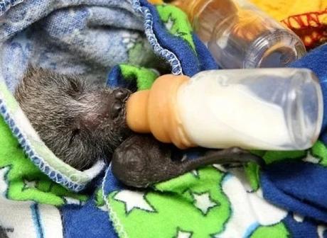 Bats Being Bottle Fed