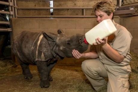 Baby Rhino Being Bottle Fed