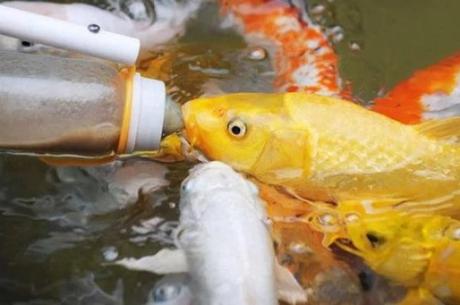 Fish Being Bottle Fed