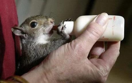 Squirrel Being Bottle Fed