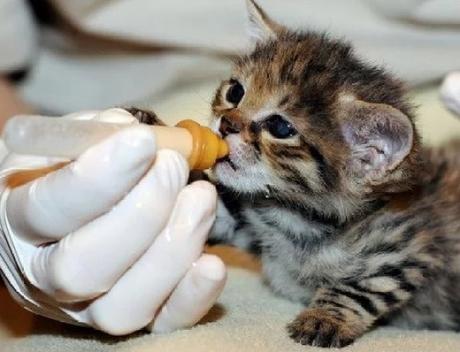 Cat Being Bottle Fed