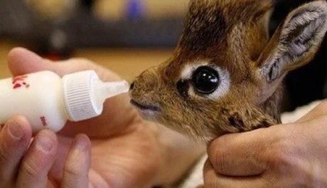 Dik-dik Antelope Being Bottle Fed