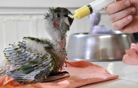 Baby Macaw Gets Bottle Fed