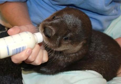 Otter Being Bottle Fed