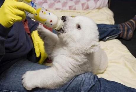 Polar Bear Being Bottle Fed