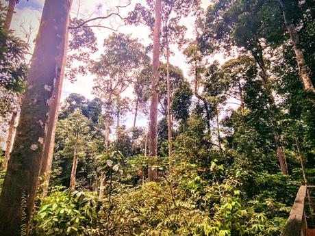 Sandakan: Orangutans, Sepilok Rainforest & Fireflies...