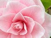 Camellia Redemption