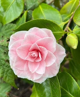 A Camellia Redemption