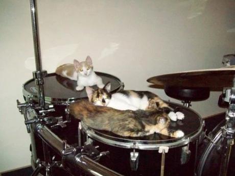 Kittens playing drums