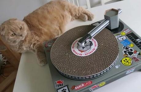 Cat playing DJ decks