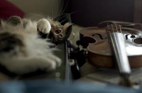 cat playing a violin